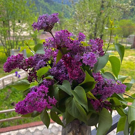 Green Mountain Borjomi Εξωτερικό φωτογραφία