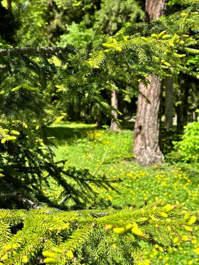 Green Mountain Borjomi Εξωτερικό φωτογραφία